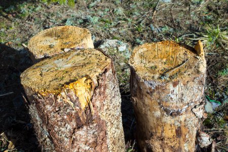 Photo for Wooden stumps in the forest - Royalty Free Image