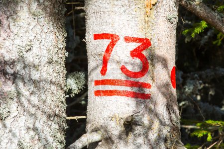 Téléchargez les photos : Le numéro 73 sur l'arbre à couper - en image libre de droit