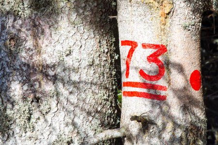 Téléchargez les photos : Le numéro 73 sur l'arbre à couper - en image libre de droit
