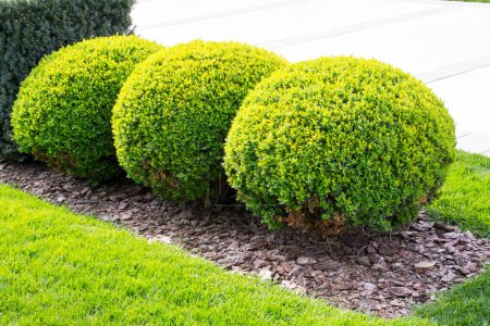 Foto de Arbusto verde decorativo en forma de bola - Imagen libre de derechos