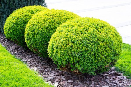 Téléchargez les photos : Arbuste vert décoratif en forme de boule - en image libre de droit