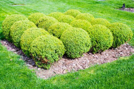 Téléchargez les photos : Arbuste vert décoratif en forme de boule - en image libre de droit