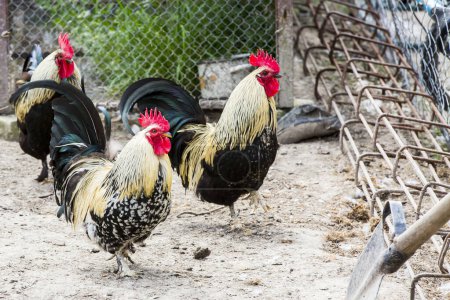Photo for Beautiful roosters crowing with red crests - Royalty Free Image