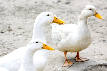 Foto de Tres patos seguidos. Tres patos blancos - Imagen libre de derechos