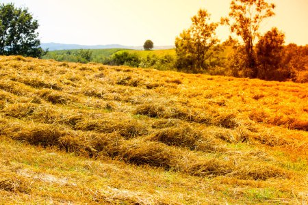 Téléchargez les photos : Herbe sèche pâturage en plein soleil couchant, filtré - en image libre de droit
