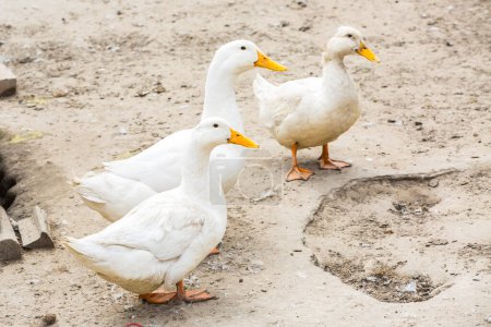 Foto de Tres patos seguidos. Tres patos blancos - Imagen libre de derechos