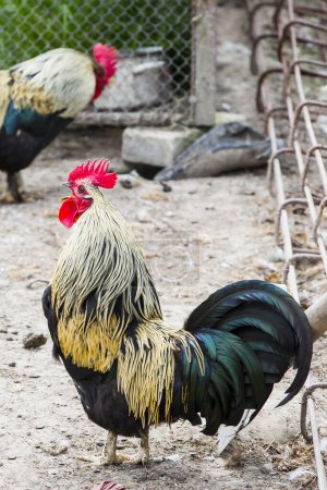 Foto de Hermosos gallos cantando con crestas rojas - Imagen libre de derechos