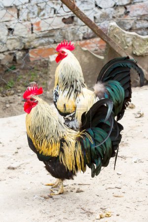 Foto de Hermosos gallos cantando con crestas rojas - Imagen libre de derechos