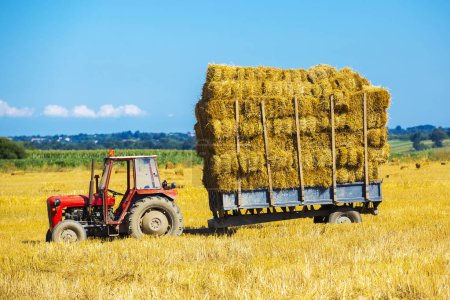 Photo for Tractor with balls of hay on an agriculture trailer. - Royalty Free Image