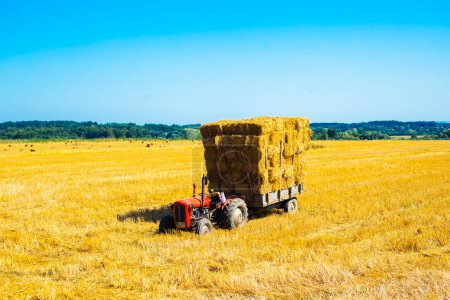 Photo for Big straw balls on a cart standing on a field. - Royalty Free Image