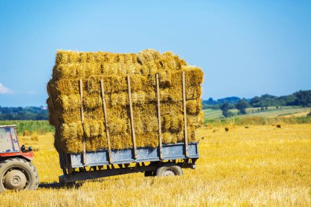 Photo for Big straw balls on a cart standing on a field. - Royalty Free Image