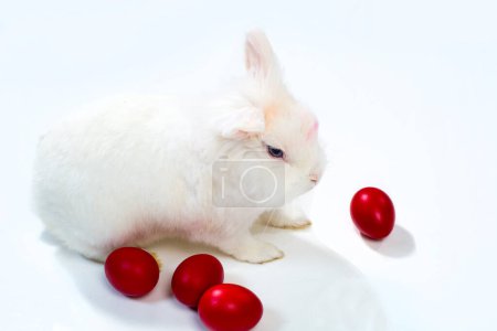 Téléchargez les photos : Lapin de Pâques blanc avec des œufs rouges sur fond blanc - en image libre de droit