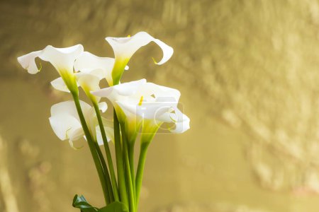 Photo for Calla lilies close-up. - Royalty Free Image