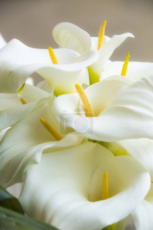 Photo for Calla lilies close-up. - Royalty Free Image