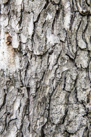 Téléchargez les photos : Texture fond d'écorce d'arbre - en image libre de droit
