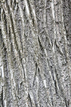 Téléchargez les photos : Texture fond d'écorce d'arbre - en image libre de droit