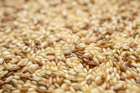 Photo for Integral, brown rice background texture - Royalty Free Image