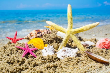 Téléchargez les photos : Seahells sur la côte de plage de sable fin - en image libre de droit