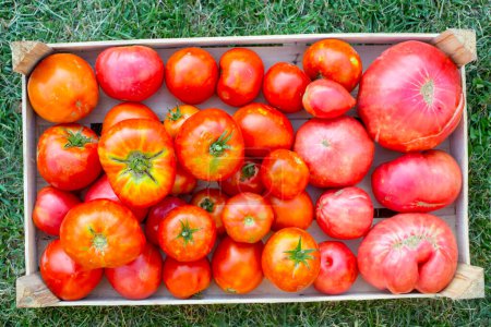 Téléchargez les photos : Vue du dessus des tomates biologiques - en image libre de droit
