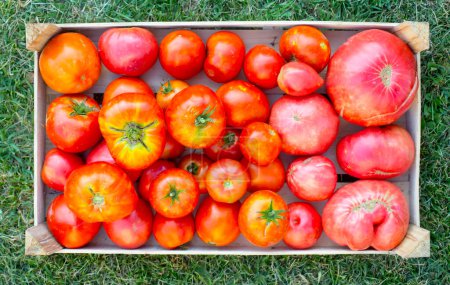 Téléchargez les photos : Vue du dessus des tomates biologiques - en image libre de droit
