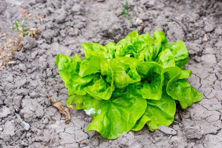 Foto de Fresh green lettuce growing in vegetable garden - Imagen libre de derechos