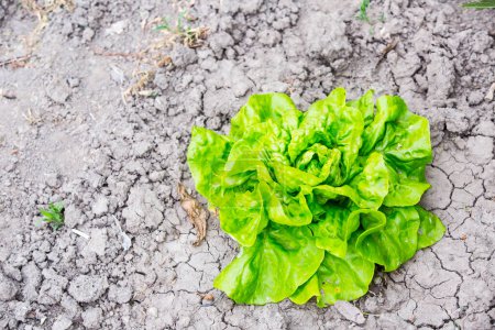Téléchargez les photos : Fresh green lettuce growing in vegetable garden - en image libre de droit