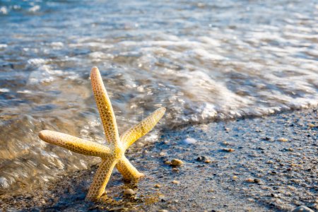 Photo for Starfish on the sandy beach - Royalty Free Image