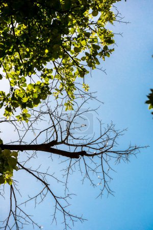 Téléchargez les photos : Branches contrastées sans feuilles et branches avec feuilles - en image libre de droit