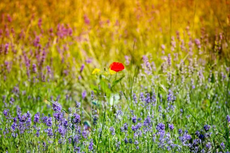 Foto de Flores rojas de amapola y púrpura en un prado - Imagen libre de derechos