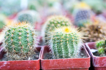 Photo for Group of Cactuses in summer style, Cute mini cactuses - Royalty Free Image