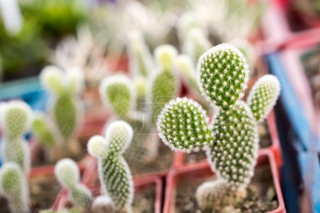 Foto de Grupo de Cactus en estilo veraniego, Lindos mini cactus - Imagen libre de derechos