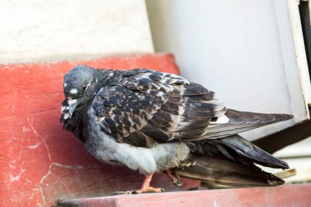 Téléchargez les photos : Pigeon malade à l'extérieur - en image libre de droit