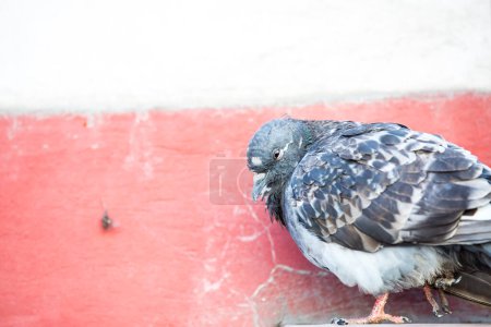 Téléchargez les photos : Pigeon malade à l'extérieur - en image libre de droit