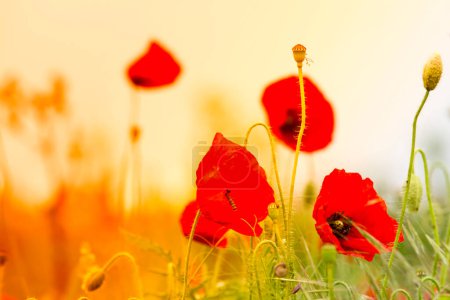 Foto de Flores de amapola en campo verde - Imagen libre de derechos