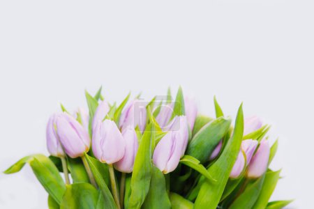 Foto de Tulipanes morados sobre fondo blanco - Imagen libre de derechos