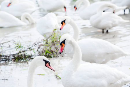 Foto de Hermosos cisnes blancos en el río - Imagen libre de derechos