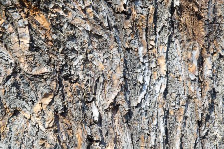 Téléchargez les photos : Écorce arbre texture fond - en image libre de droit