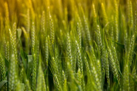 Photo for Wheat field - green wheat - Royalty Free Image