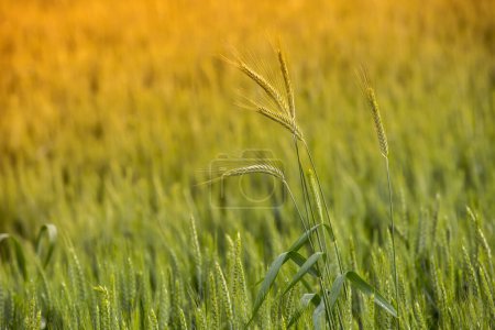 Téléchargez les photos : Champ de blé - blé vert - en image libre de droit