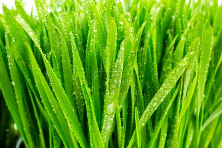 Photo for Background of dew drops on bright green grass - Royalty Free Image