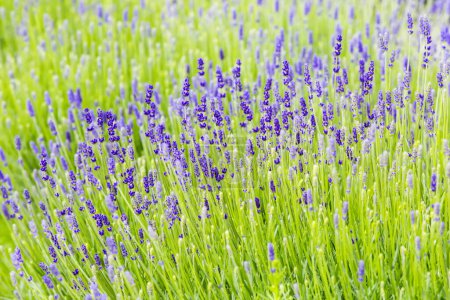 Téléchargez les photos : Fleurs de lavande dans un champ vert - en image libre de droit
