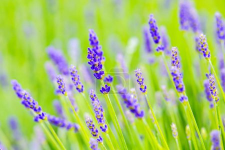 Photo for Lavender flowers in green field - Royalty Free Image