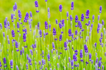 Photo for Lavender flowers in green field - Royalty Free Image