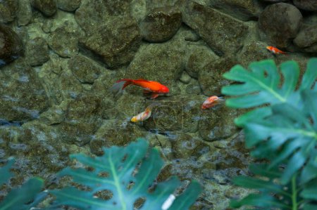 Photo for Koi fish swim in the pond - Royalty Free Image