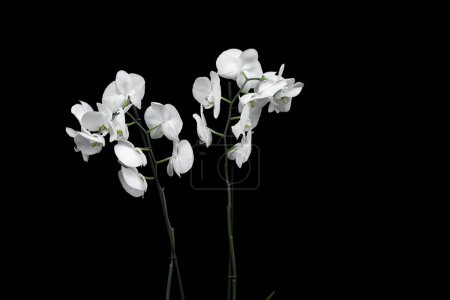 Téléchargez les photos : Fleurs d'orchidée blanche sur fond noir - en image libre de droit