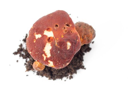 Téléchargez les photos : Champignon bolet sauvage frais poussant sur le sol isolé sur blanc - en image libre de droit
