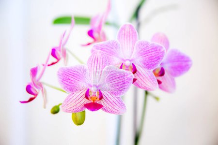 Photo for Pink streaked orchid flowers - Royalty Free Image