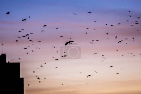 Foto de Muchas aves en el cielo al atardecer - Imagen libre de derechos