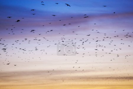 Téléchargez les photos : De nombreux oiseaux dans le ciel au coucher du soleil - en image libre de droit