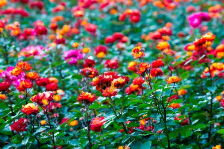 Foto de Rosas rojas y amarillas en el campo - Imagen libre de derechos